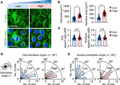 Matrix Stiffening Enhances DNCB-Induced IL-6 Secretion in Keratinocytes Through Activation of ERK and PI3K/Akt Pathway